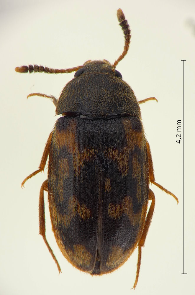 Mycetophagus pustulosus