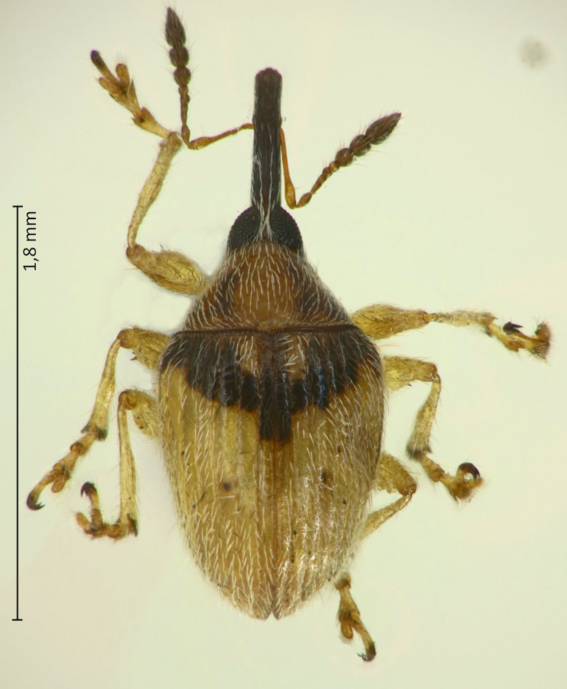 Nanophyes usuironis