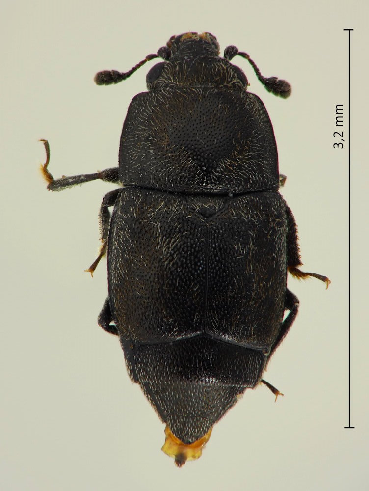 Carpophilus chalybeus