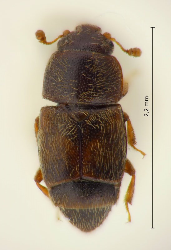 Carpophilus nepos