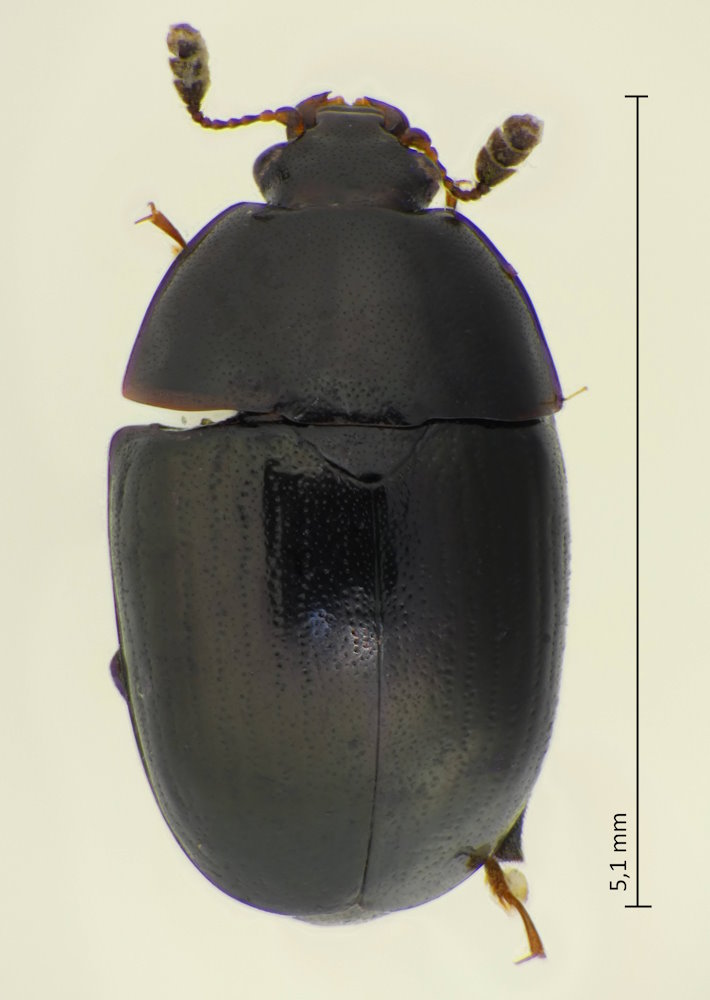 Cyllodes dubius