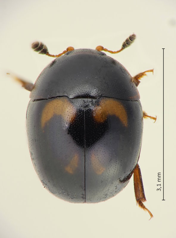 Cyllodes hiranoi