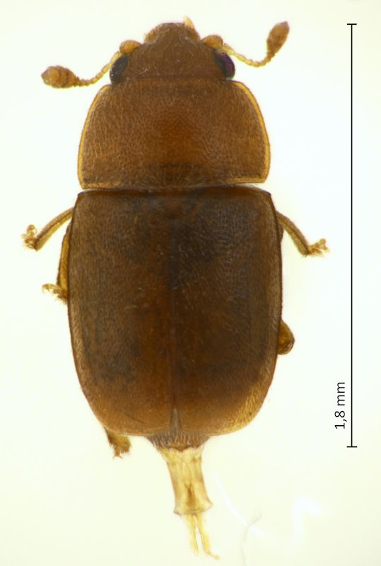 Epuraea cf. submicrurula