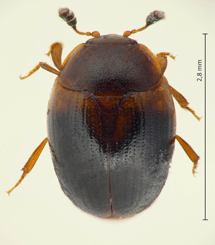 Neopallodes inermis