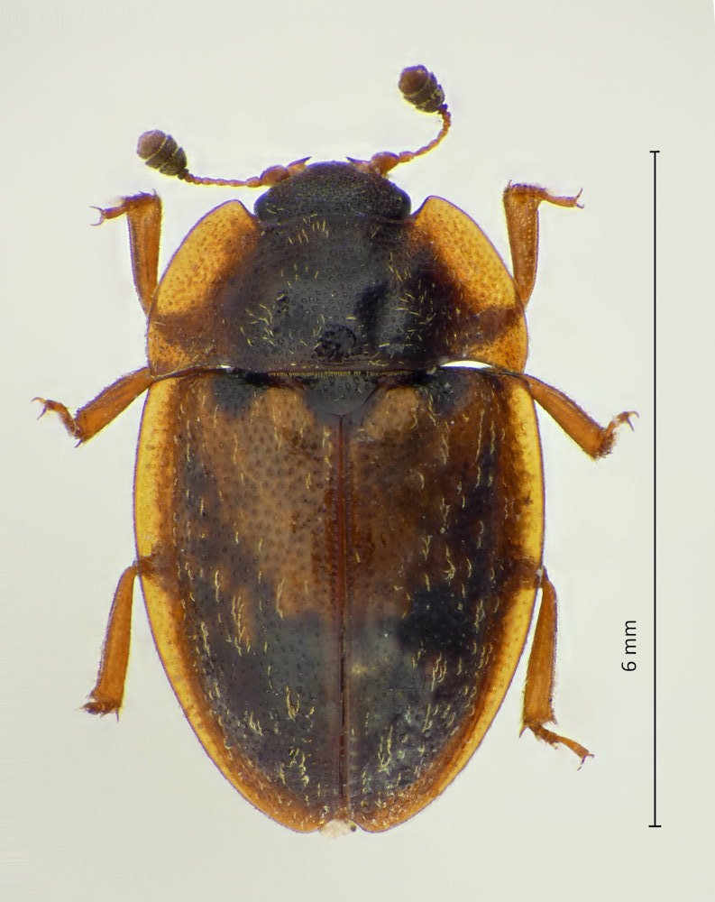 Physoronia explanata