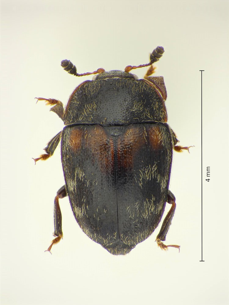 Pocadites dilatimanus