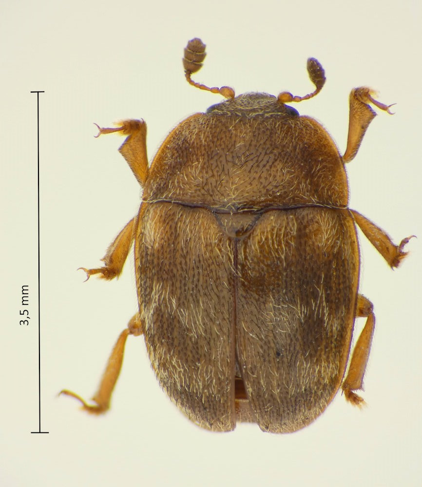Pocadites dilatimanus