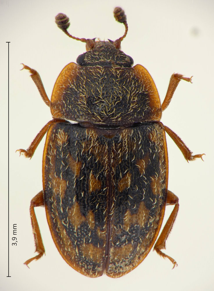 Ussuriphia hilleri
