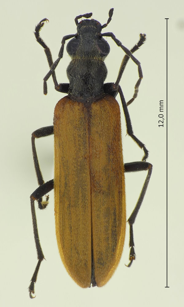 Nacerdes luteipennis