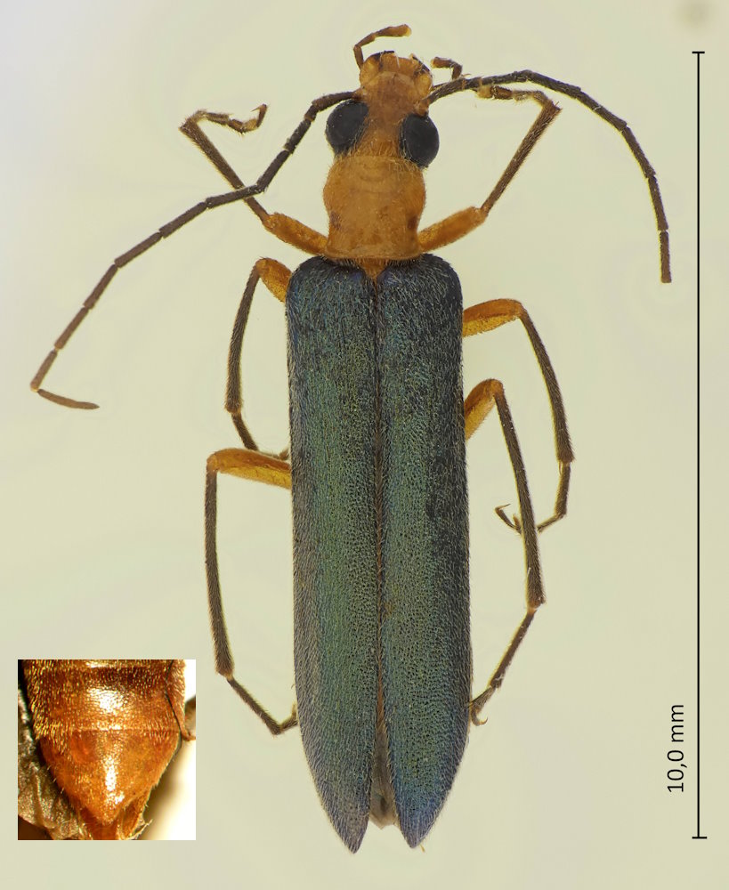 Nacerdes waterhousei