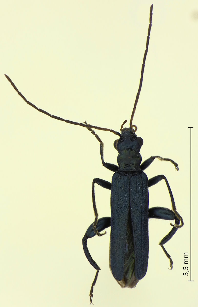 Oedemera lucidicollis (Männchen)