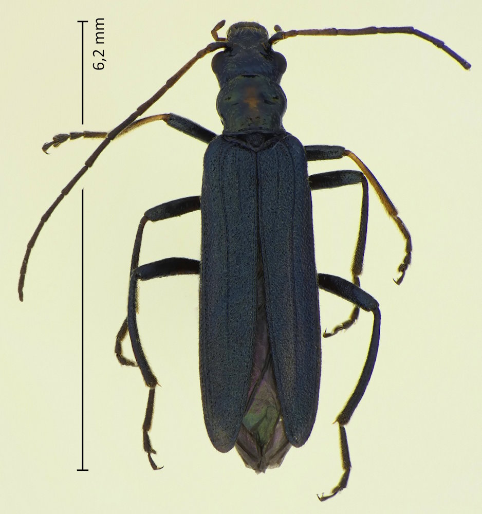Oedemera lucidicollis (Weibchen)