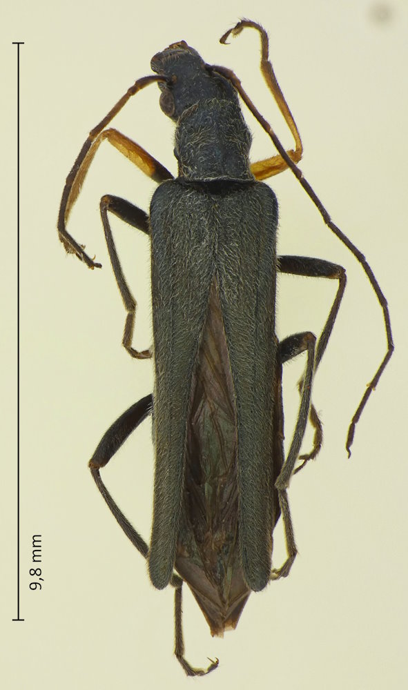 Oedemera manicata