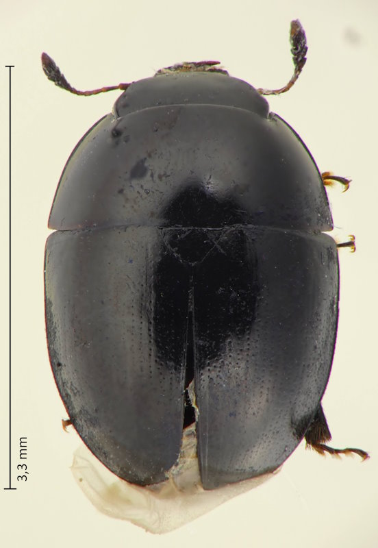 Phalacrus cf. punctatus