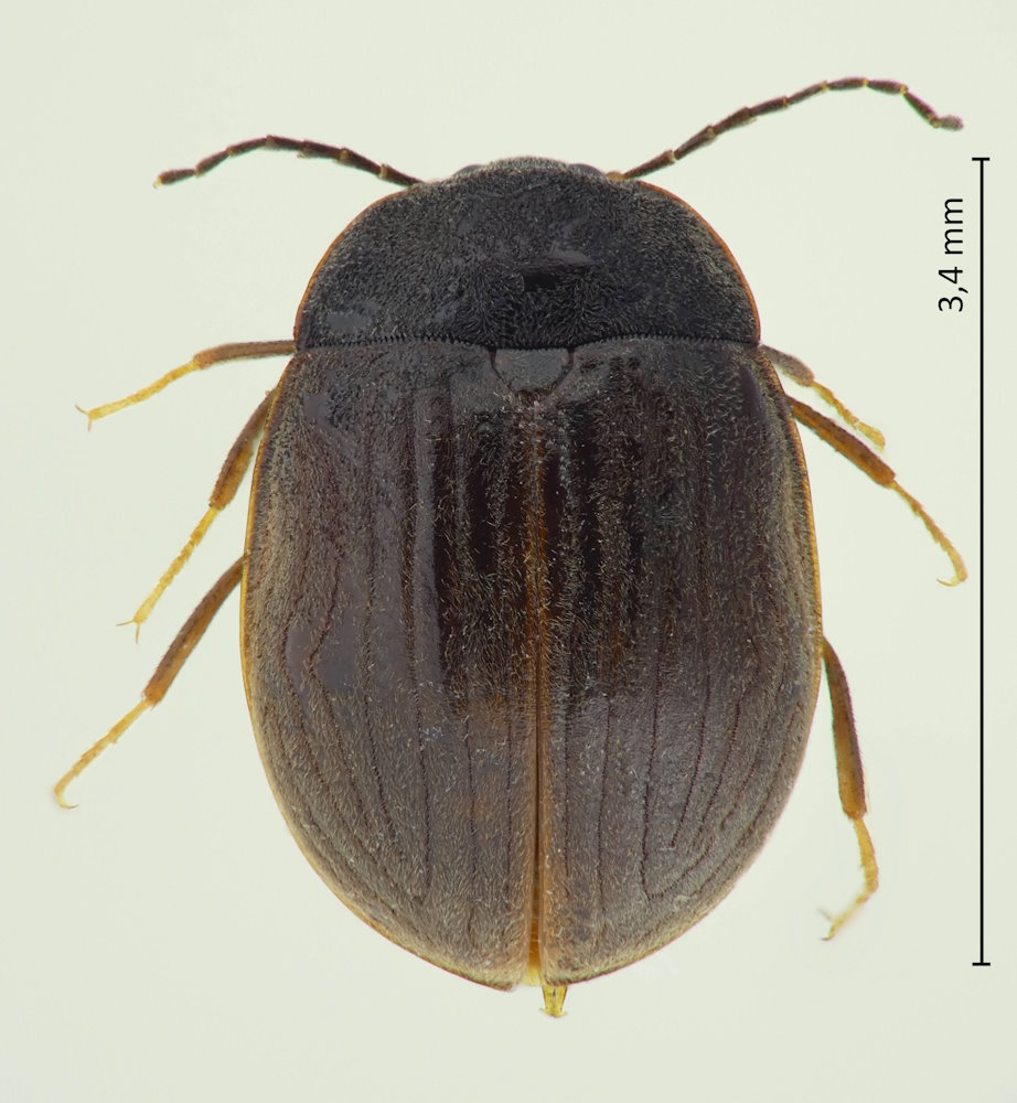 Macroeubria similis