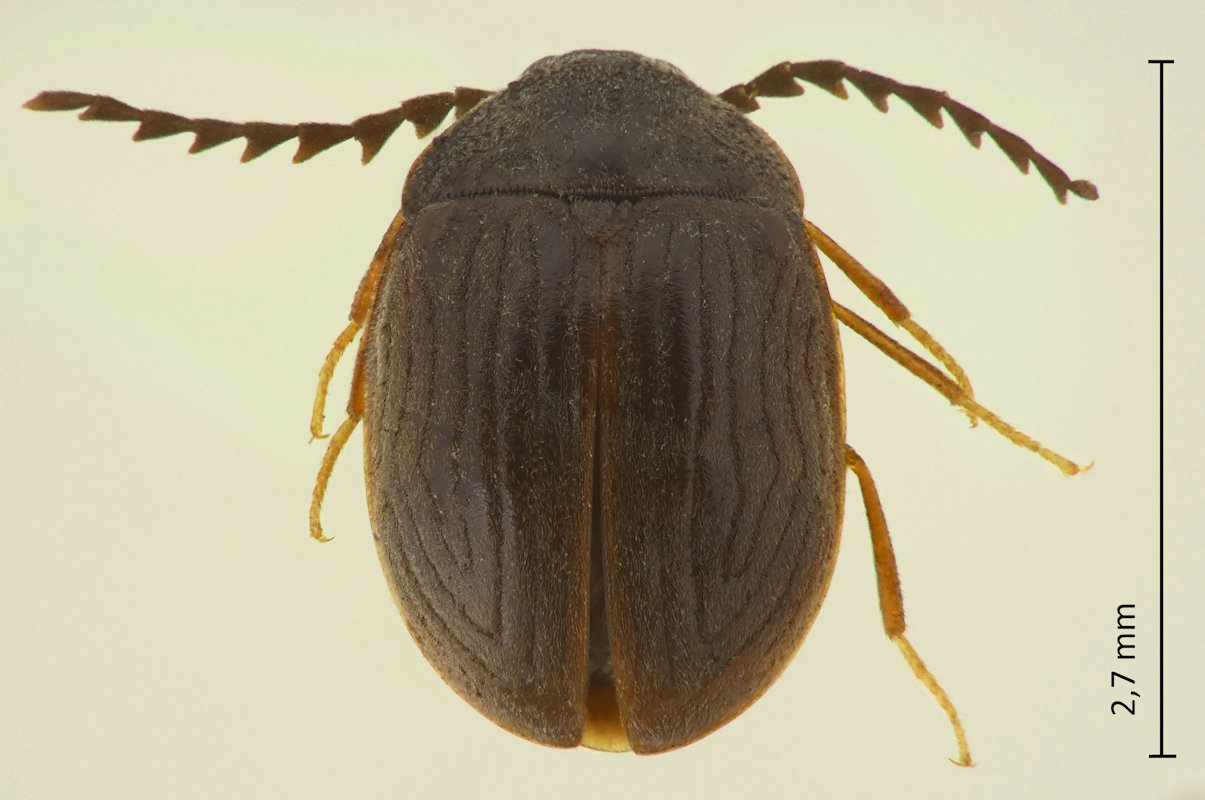 Macroeubria similis