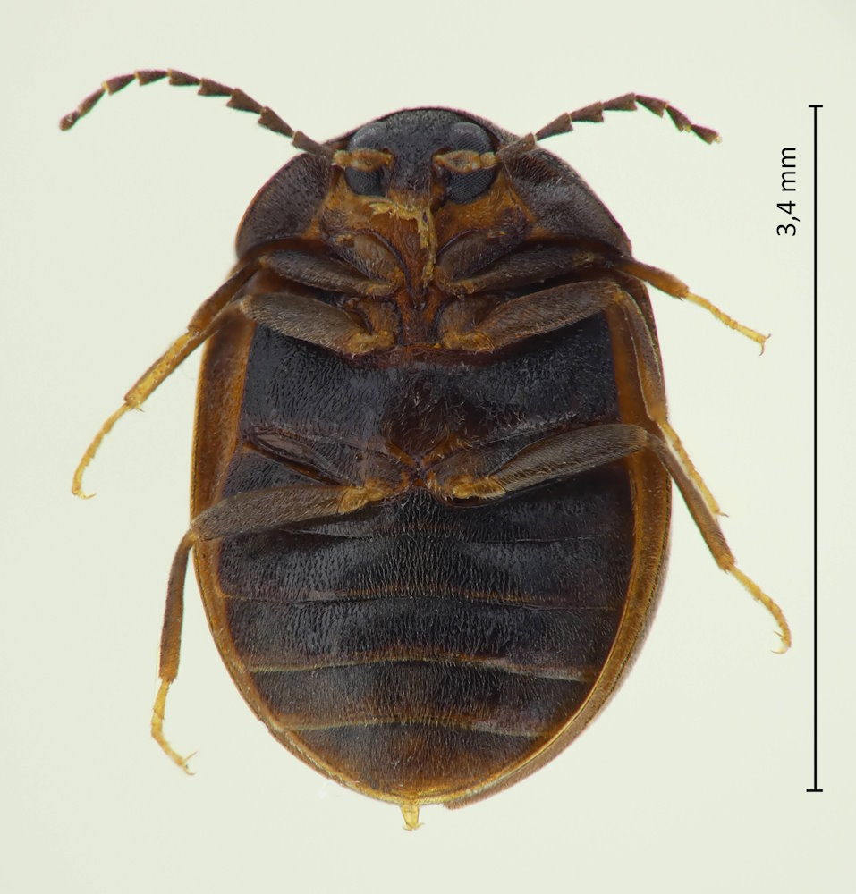 Macroeubria similis