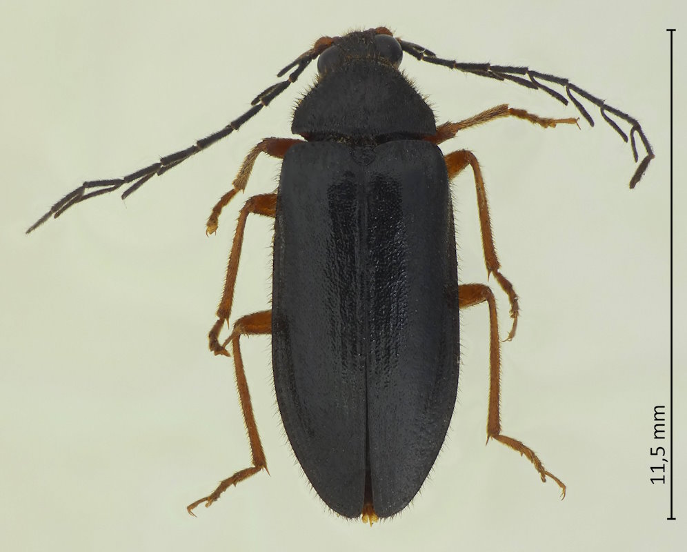 Epilichas flabellatus