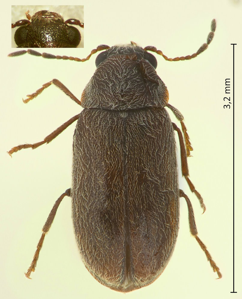 Ernobius curticollis