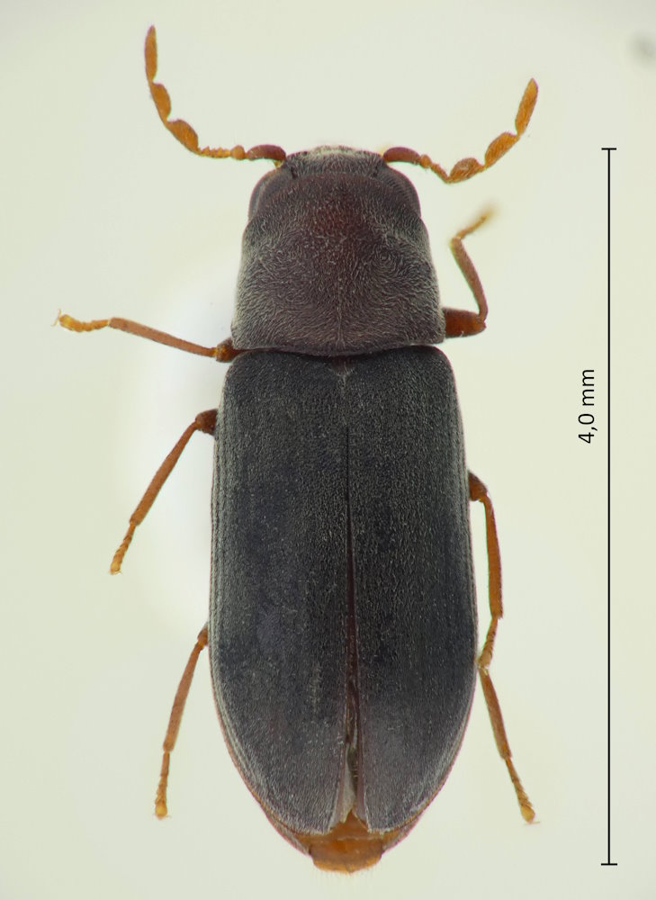 Gastrallus sasajii