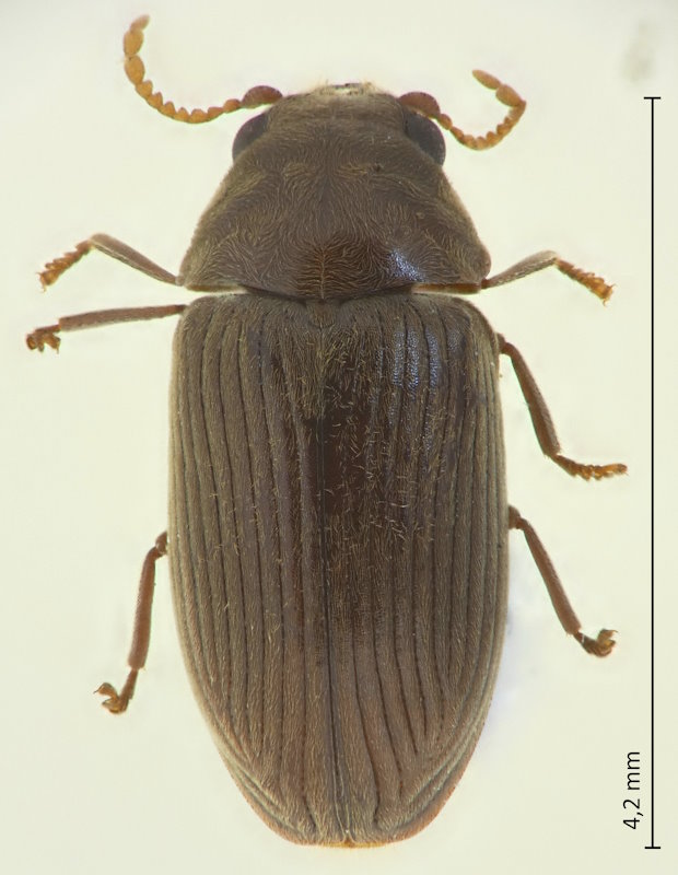 Holcobius japonicus