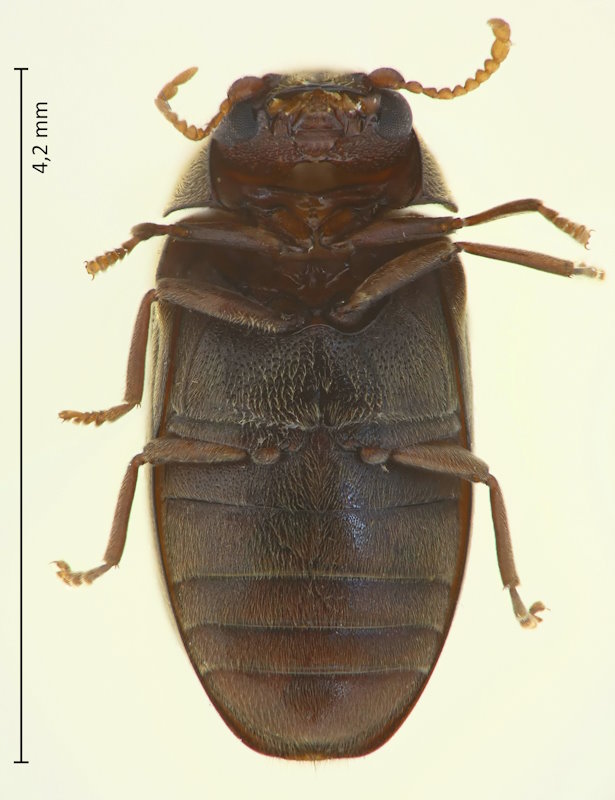 Holcobius japonicus, Unterseite