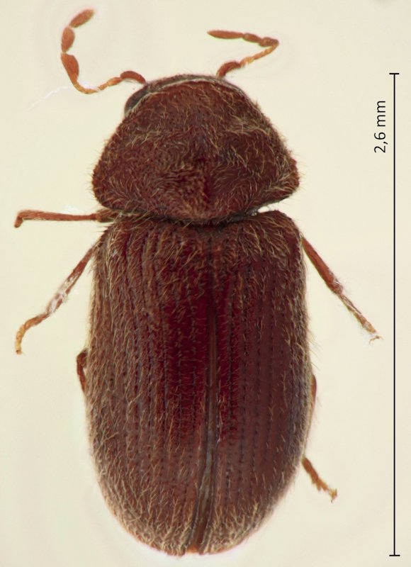 Stegobium paniceum