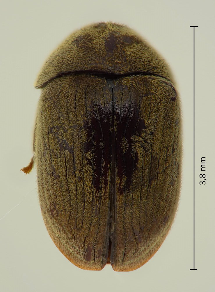 Xyletinus tomentosus