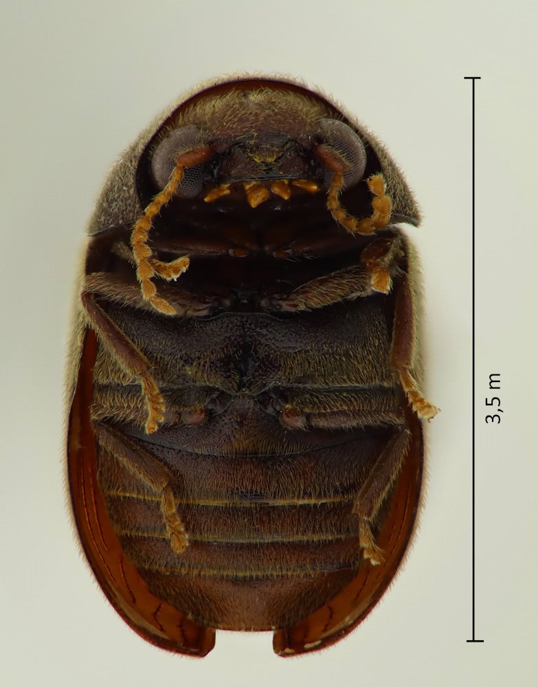 Xyletinus tomentosus
