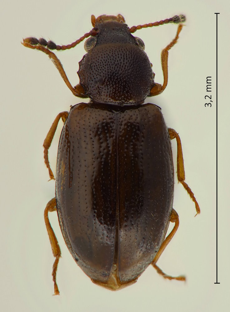 Lissodema dentatum