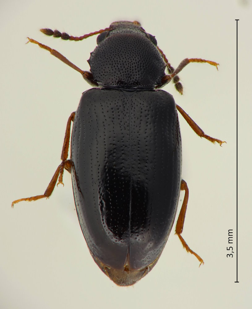 Lissodema dentatum