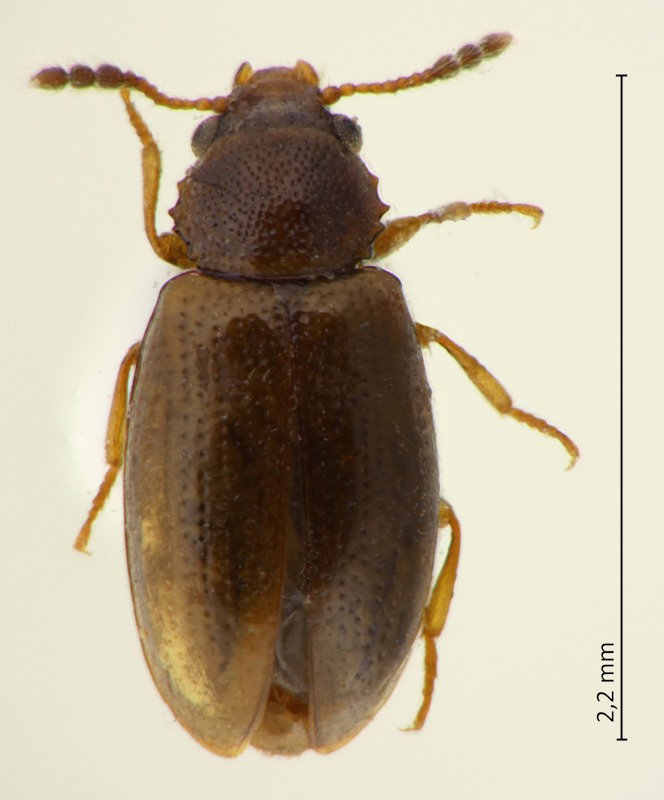 Lissodema cf. japonum