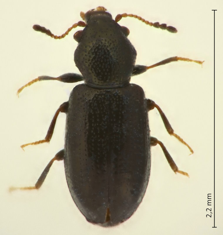 Lissodema myrmido