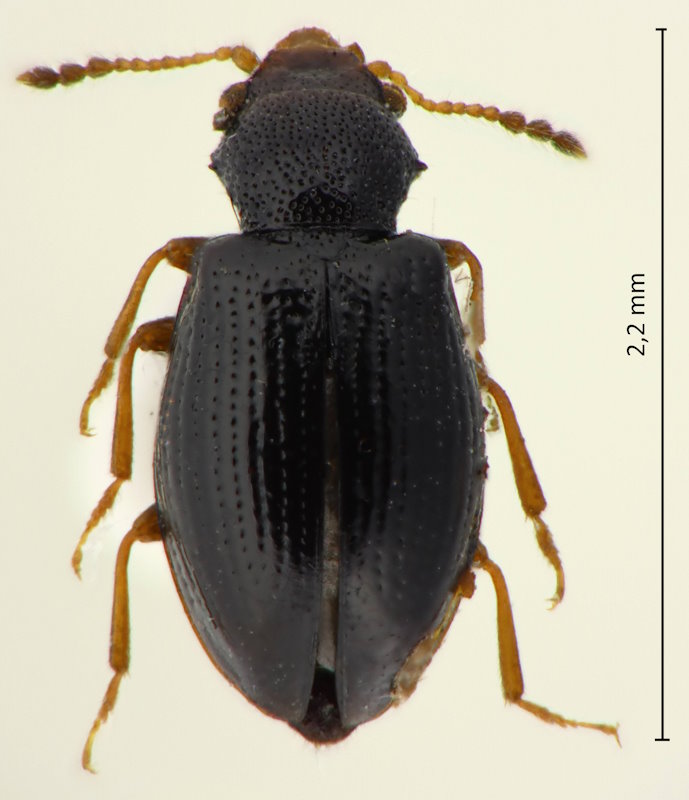 Lissodema tomaroides