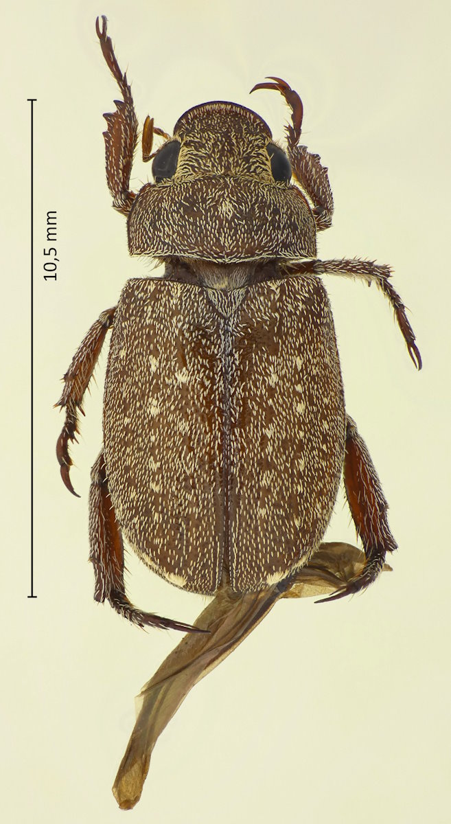 Adoretus tenuimaculatus