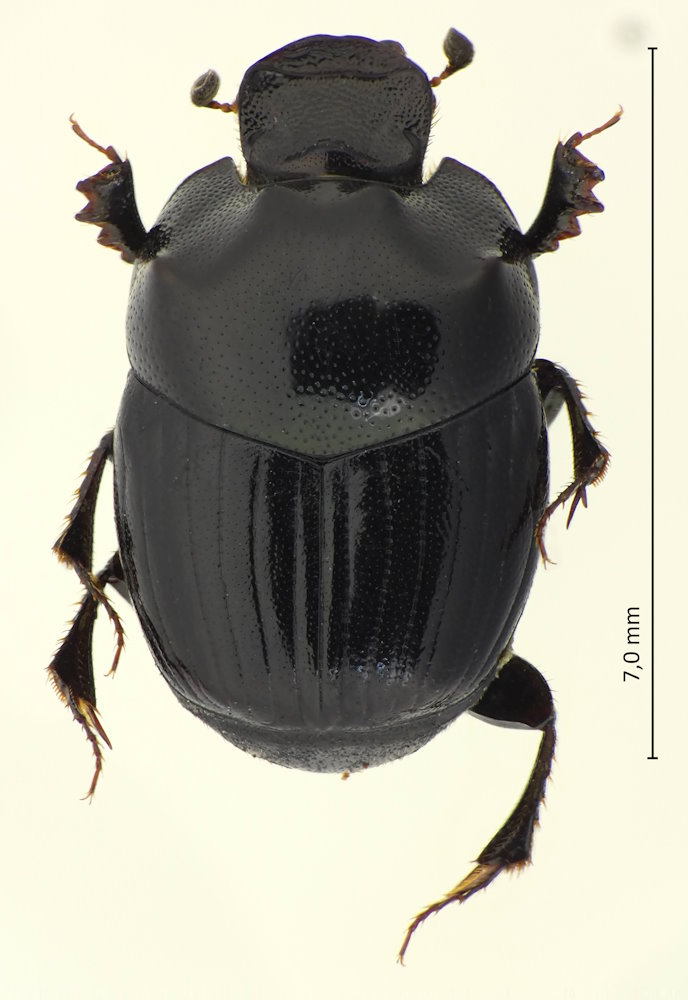 Caccobius jessoensis