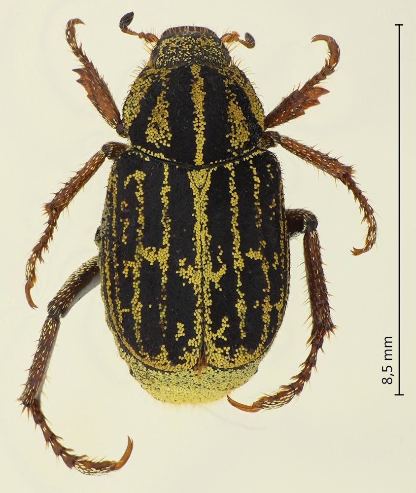 Ectinohoplia obducta