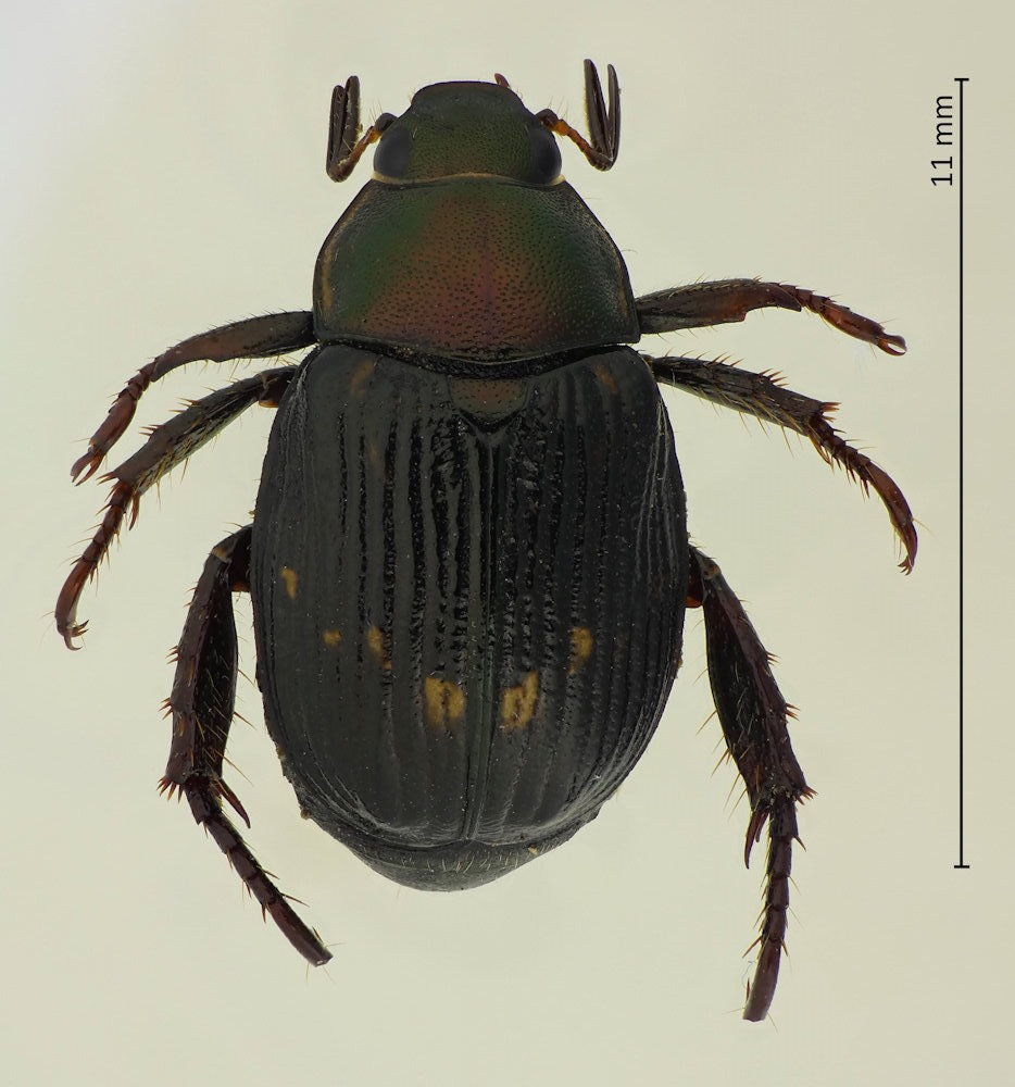Exomala orientalis