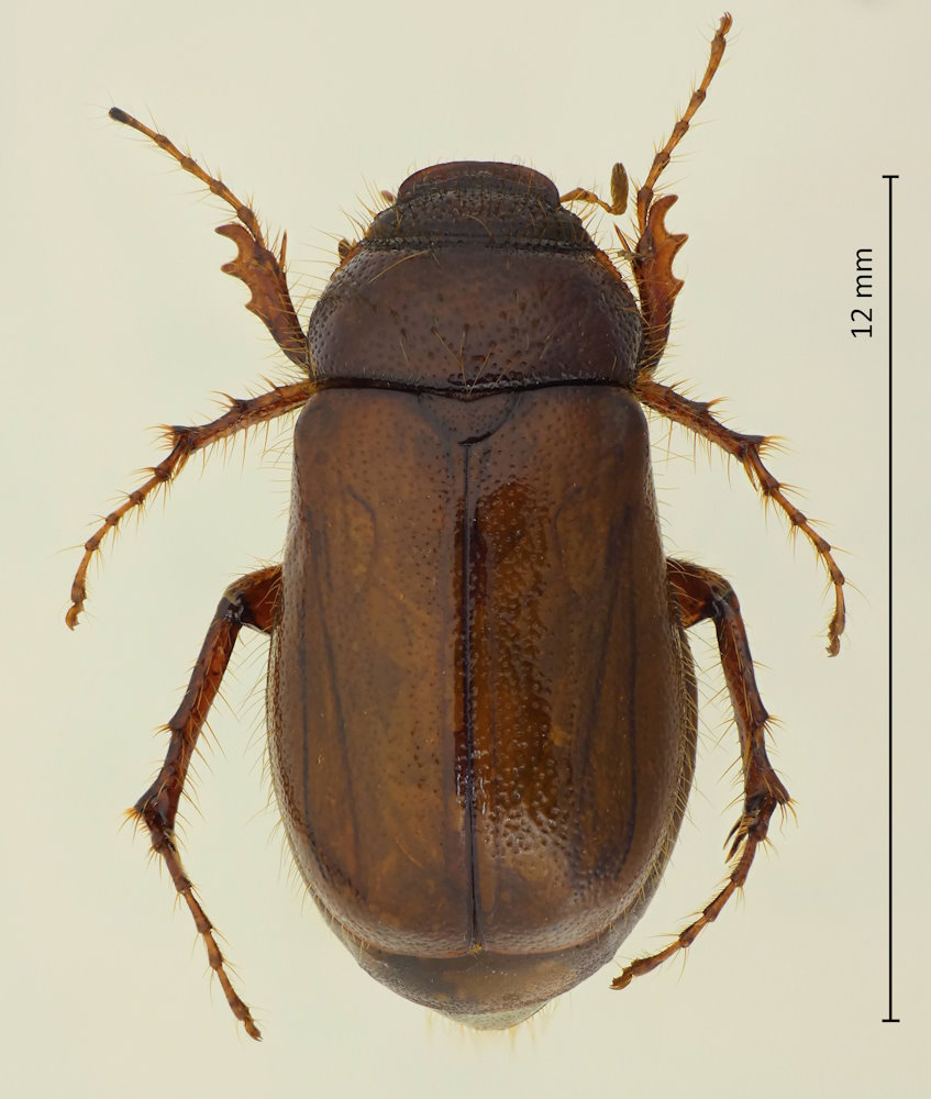 Heptophylla picea