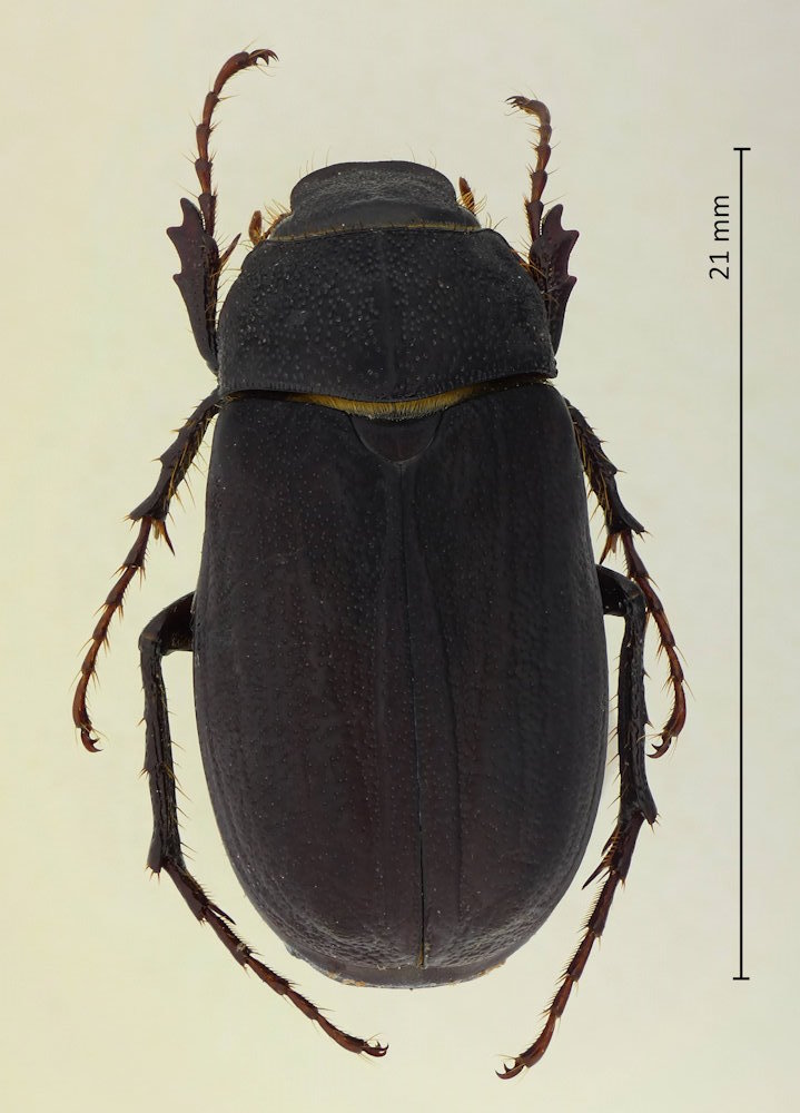 Holotrichia parallela