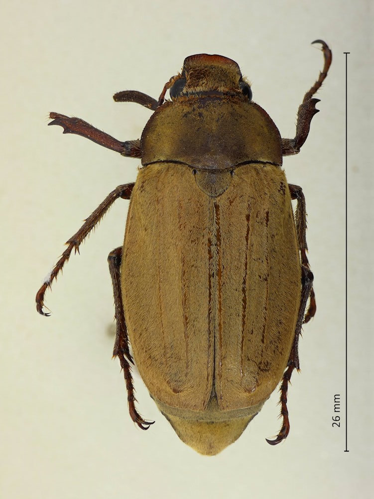 Melolontha japonica