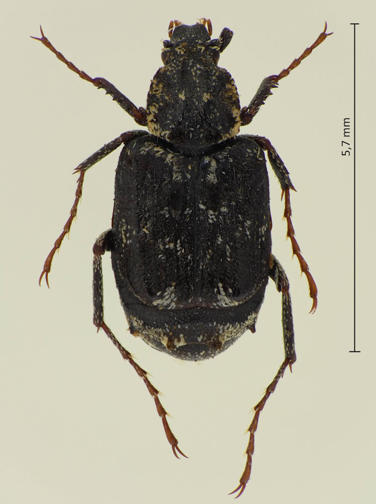 Nipponovalgus angusticollis