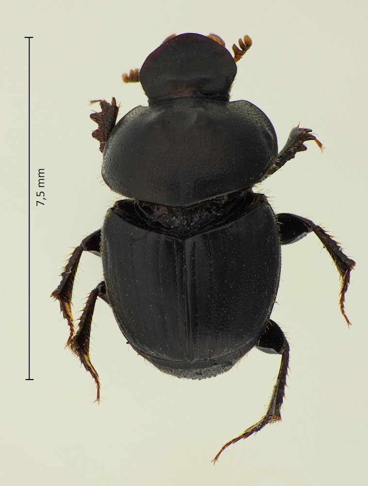 Onthophagus atripennis
