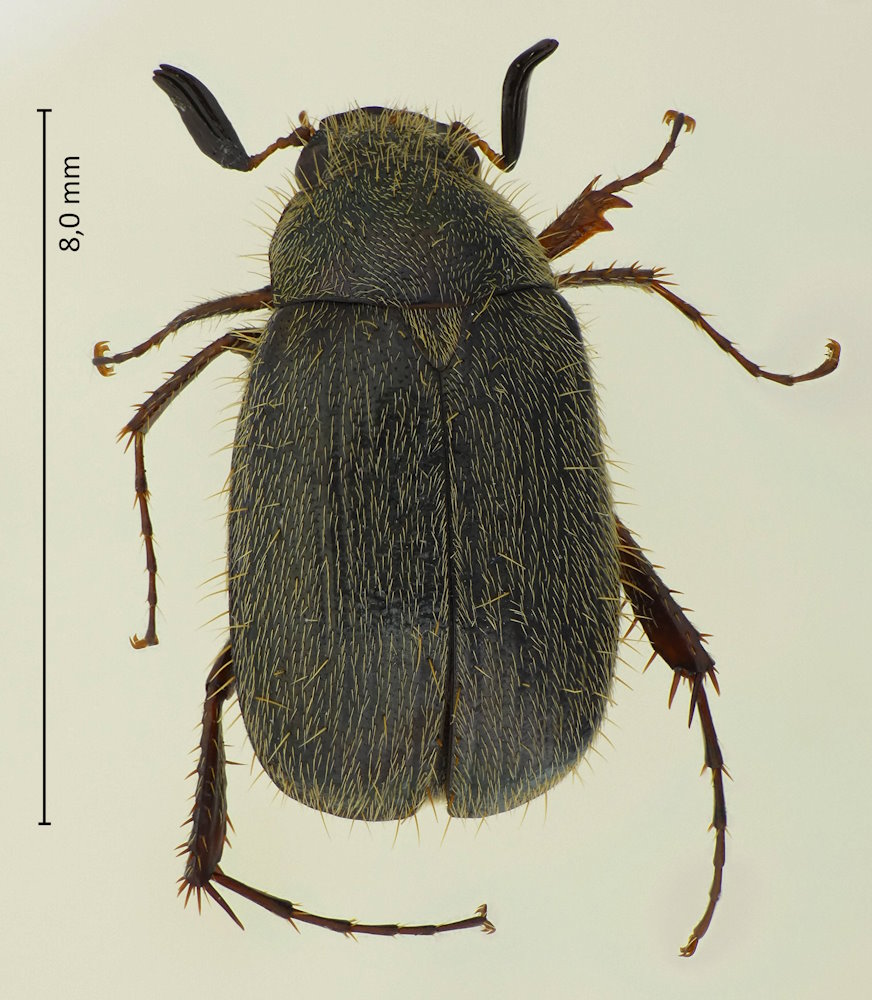 Paraserica grisea