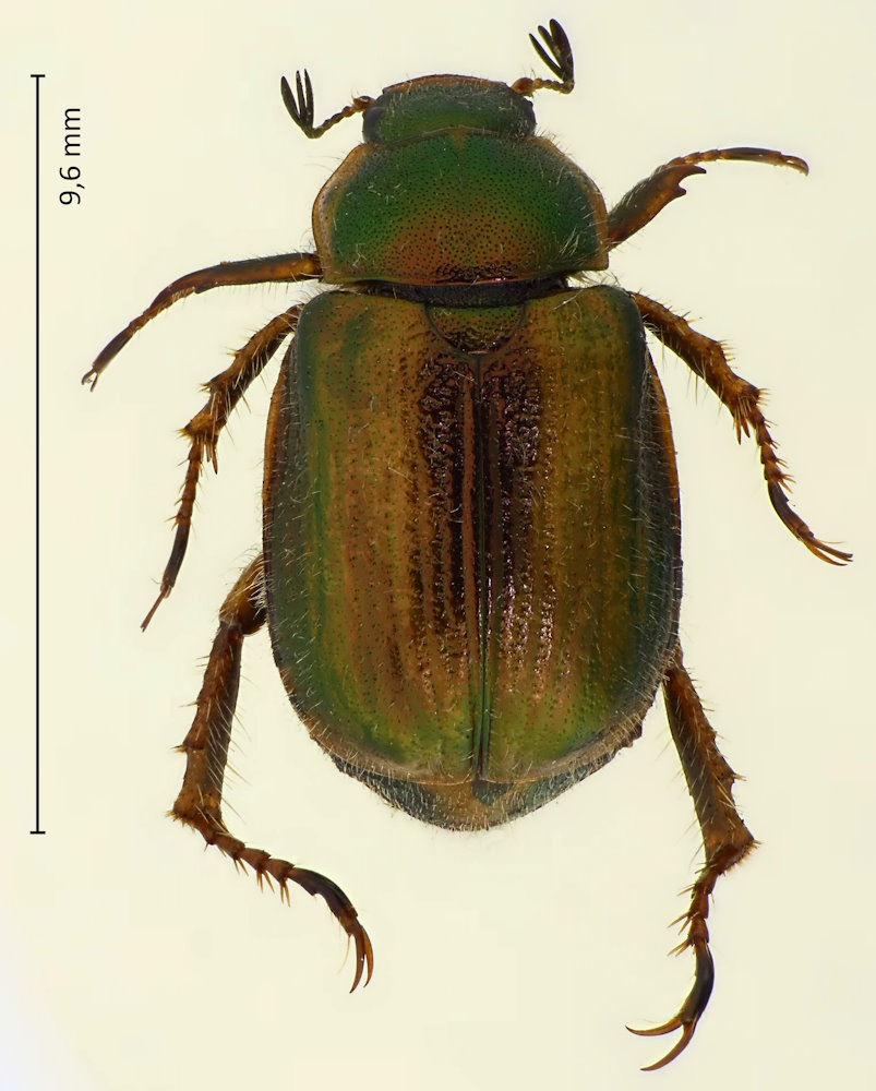 Phyllopertha irregularis
