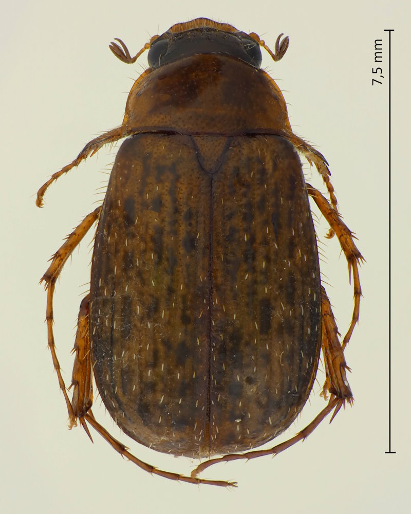 Serica sp.