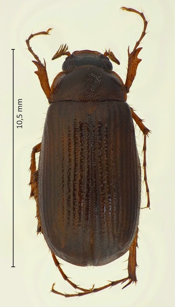Leistus obtusicollis