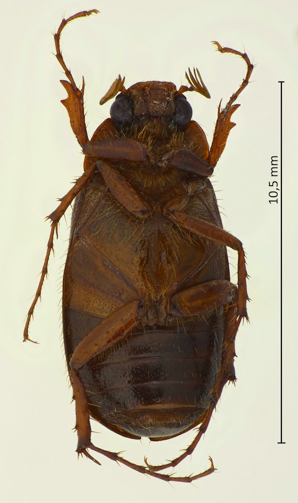 Leistus obtusicollis