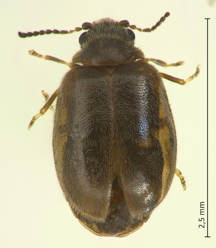 Contacyphon cf. consobrinus