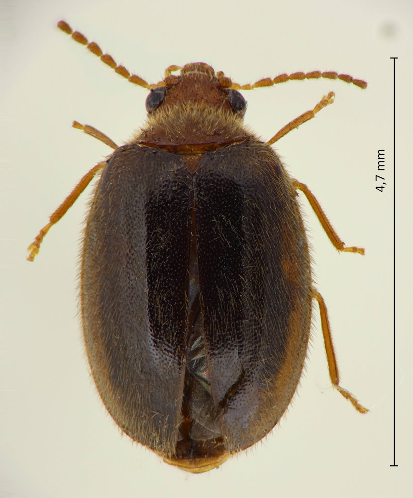 Herthania japonicola